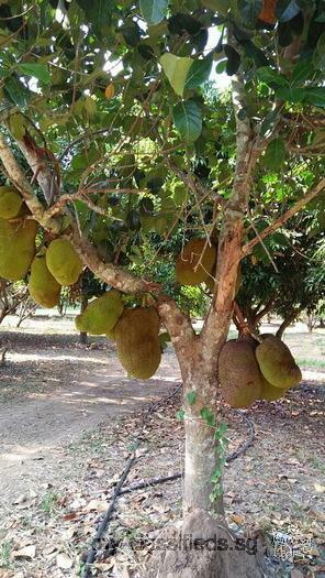 Sale Farm Fruits and Cow milk surrounded River very Natural very greenery