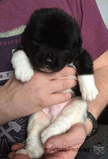 AKC Gorgeous American Akita Puppies