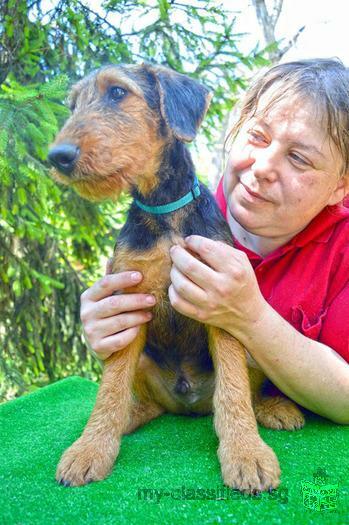 Airedale terrier puppies for sale