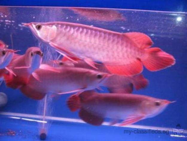 Chili Red, Asian Red, Super Red Arowana fish and many other species for sale