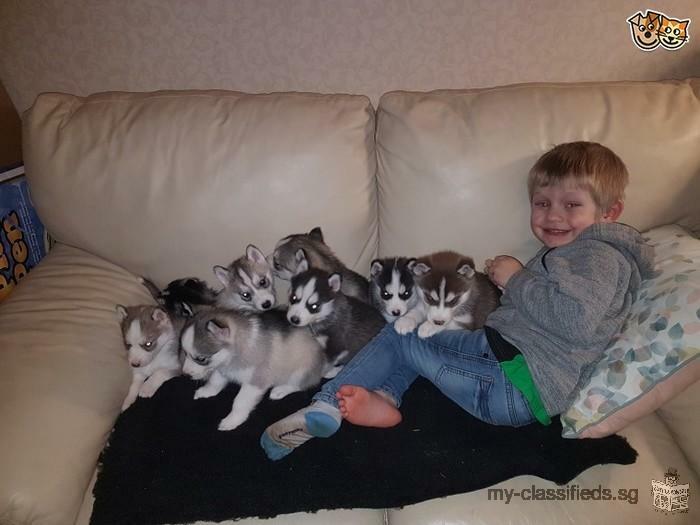 Quality Siberian Husky pups